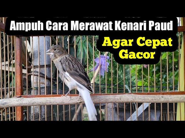 Gacor Alternatif: Solusi Ampuh Agar Burung Pancing Gacor