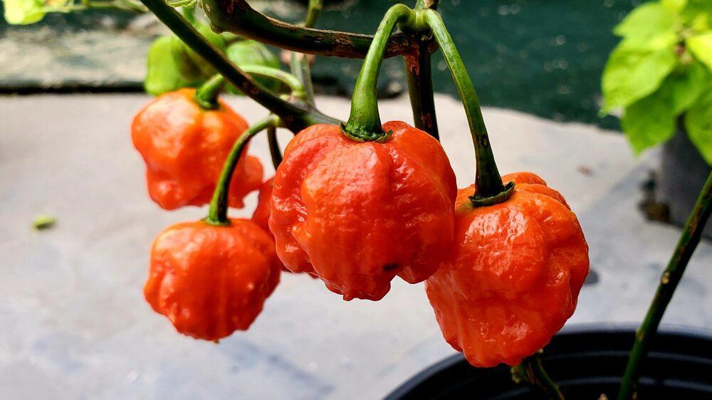 Habanero Dipercaya sebagai Bumbu Rahasia yang Membuat Hidangan Menjadi Lebih Pedas