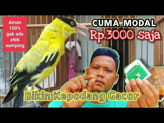 Gacor Alternatif: Solusi Ampuh Agar Burung Pancing Gacor